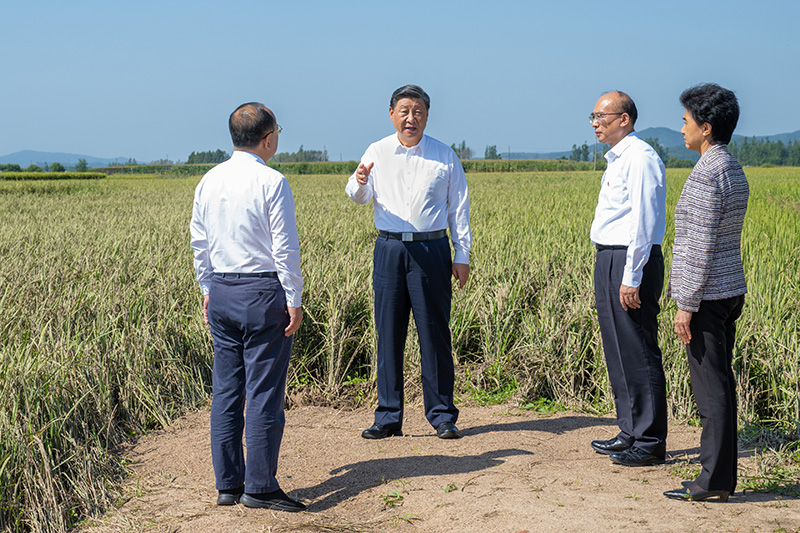 9月6日至8日，中共中央總書記、國家主席、中央軍委主席習(xí)近平在黑龍江考察。這是7日上午，習(xí)近平在遭受洪澇災(zāi)害的哈爾濱尚志市老街基鄉(xiāng)龍王廟村，察看水稻受災(zāi)情況。